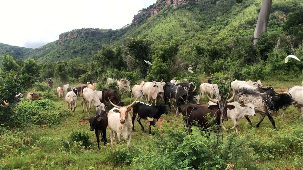 Agribusiness to get boost as stakeholders are set to converge at Kwahu Investment Dialogue - Vimarsana News