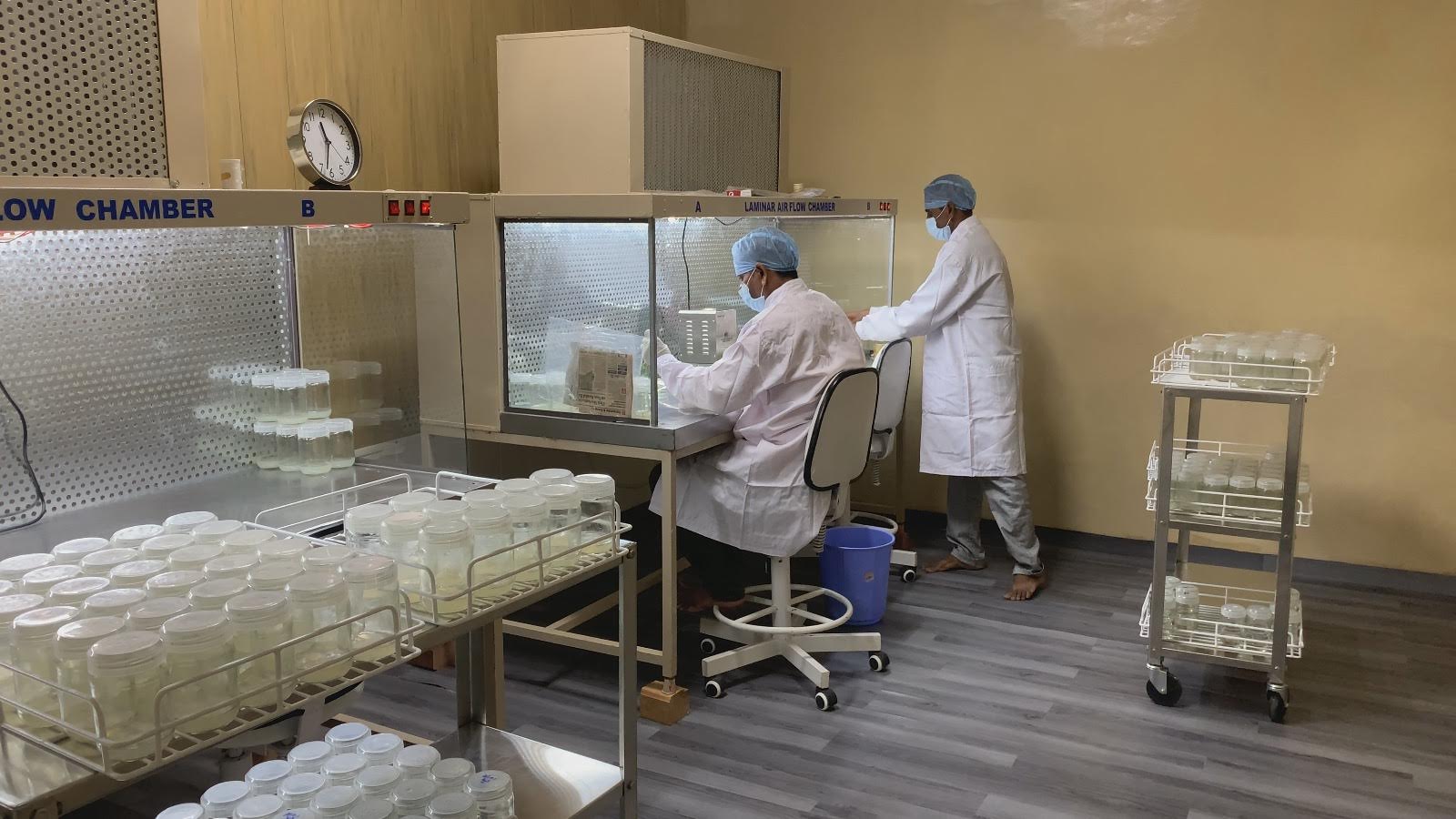 Forestry Commission, Star Agro Forestry Limited Commission Teak Tissue Culture Lab to restore