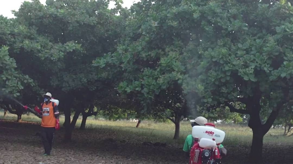 cashew spraying