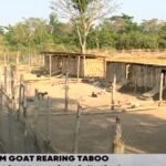 Otokunor offers support to Berekum goat farmer, calls on MoFA to assist him