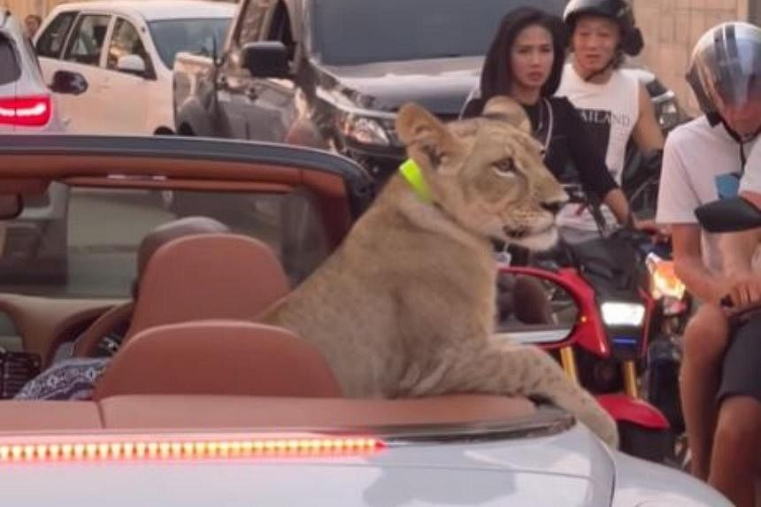Police to charge 2 over pet lion spotted cruising in Bentley