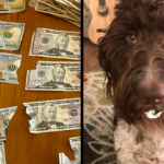 Dog chews up to $4,000 of owners cash Dog chews up to $4,000 of owners cash