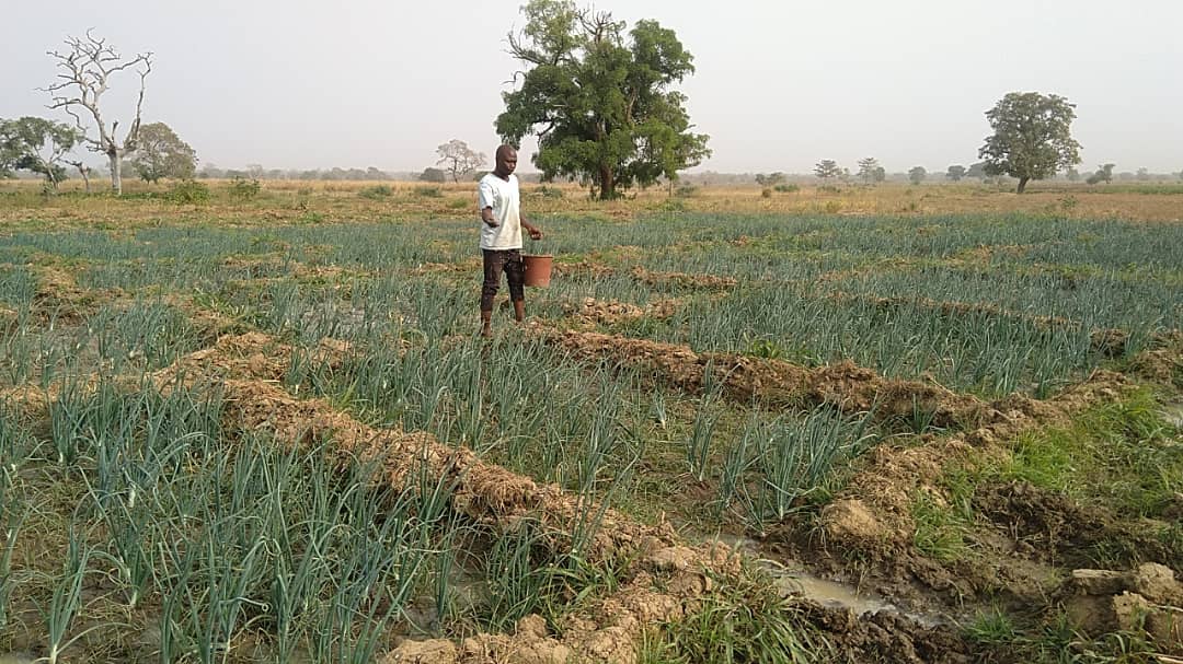 The Agadez Valley: Triumph of Nigerien onion farmers against biopiracy - Vimarsana News