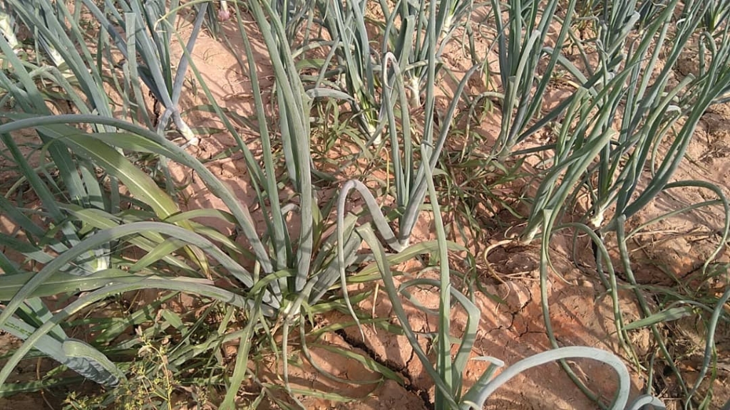 The Agadez Valley: Triumph of Nigerien onion farmers against biopiracy