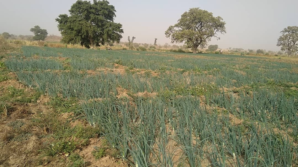 The Agadez Valley: Triumph of Nigerien onion farmers against biopiracy