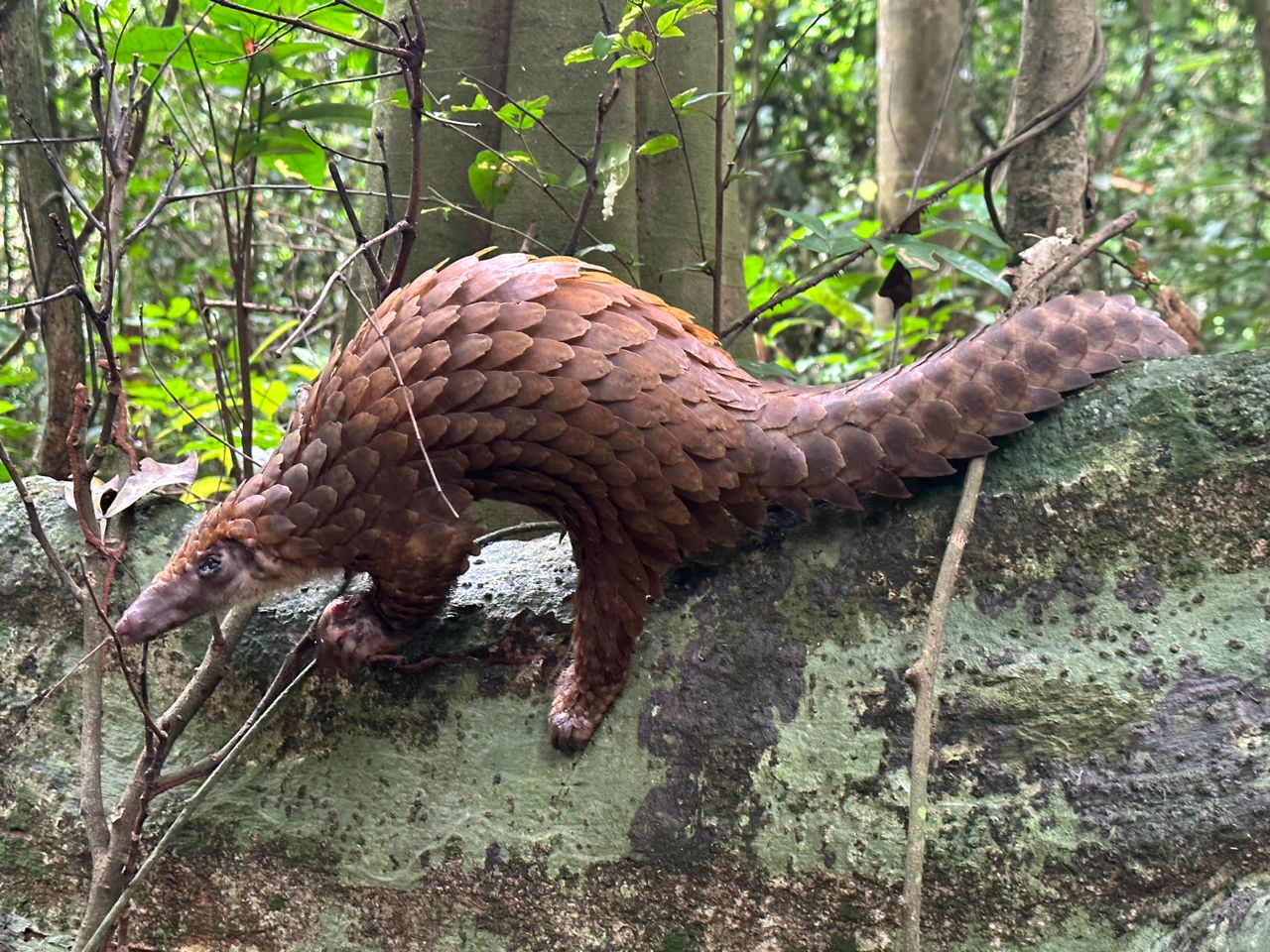 INEC says it has rescued 10 pangolins - Vimarsana News