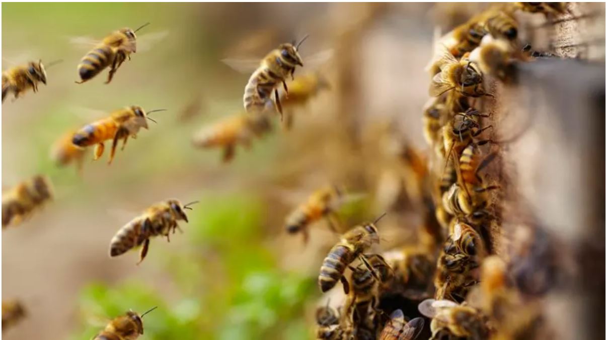 One dead as bees attack church during Good Friday service - Vimarsana News