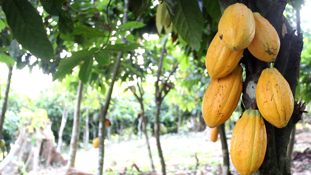 COCOBOD fears climate change will negatively affect cocoa production target
