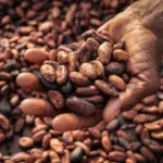 Using BoG reserves for cocoa purchases a "dangerous precedent"— Banking consultant warns Using BoG reserves for cocoa purchases a "dangerous precedent"— Banking consultant warns