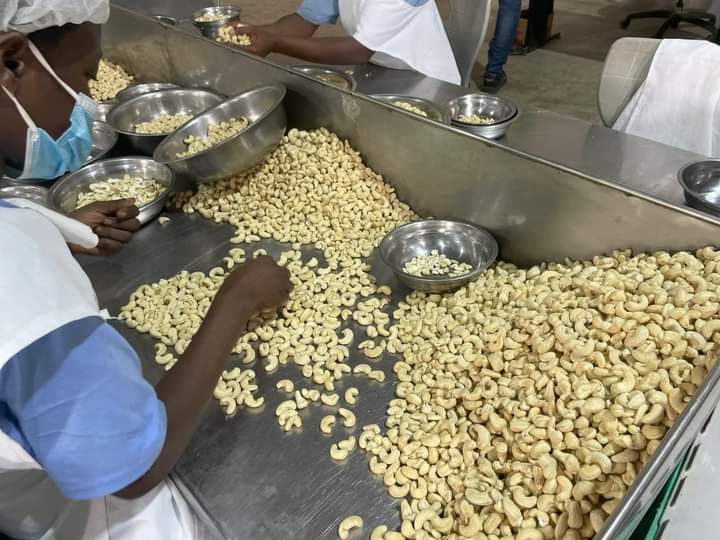 Food safety: ACA, AfPQ organise capacity building training for cashew processors in Ghana - Vimarsana News