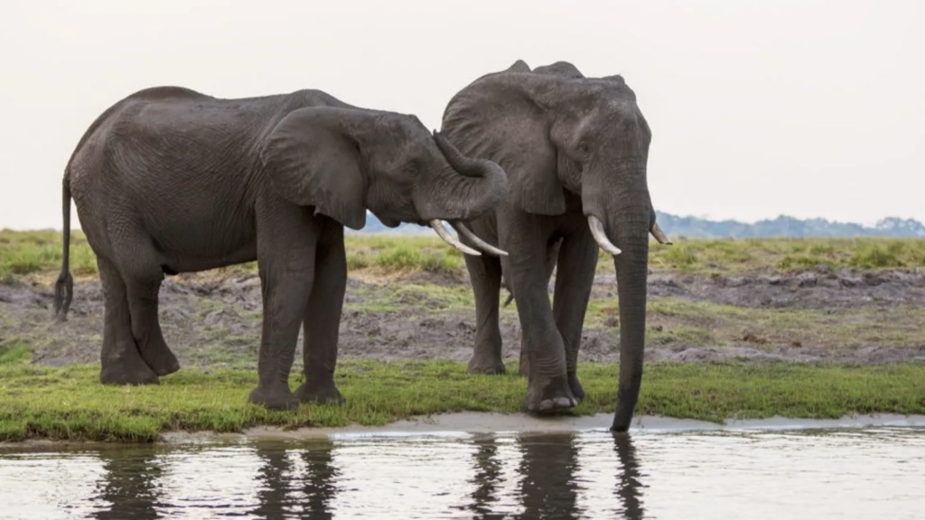 Botswana offers to send 20,000 elephants to Germany