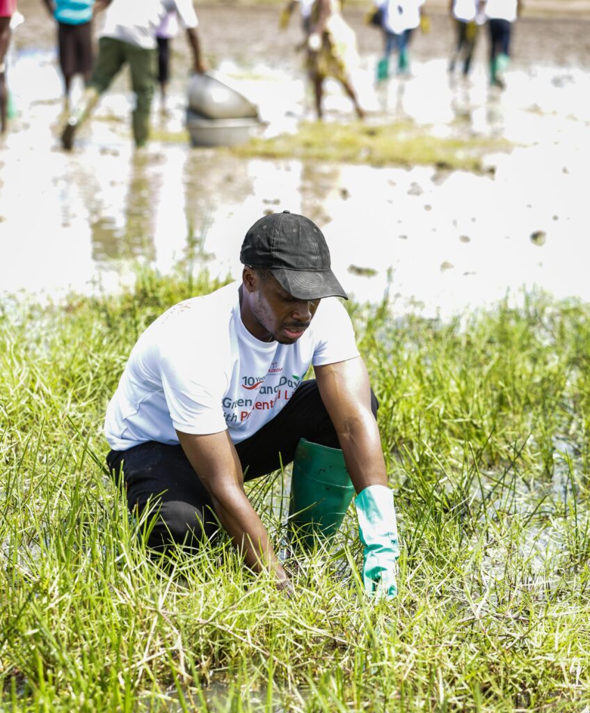Mangrove depletion: Prudential Life, SYND and Forestry Commission plant 2000 seedlings to address challenge - Vimarsana News