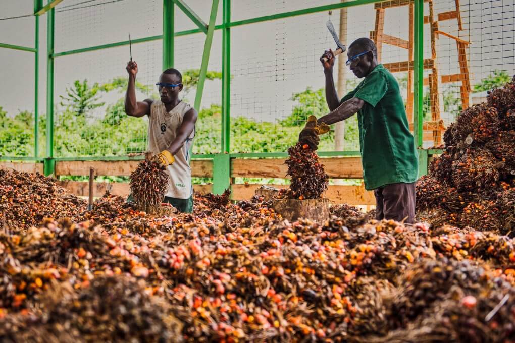 Ghana’s oil palm export drops by over 50% in 2024 – MyJoyOnline