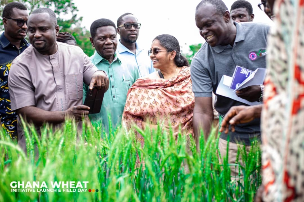 Scientists launch wheat initiative to boost domestic production and reduce imports in Ghana – MyJoyOnline