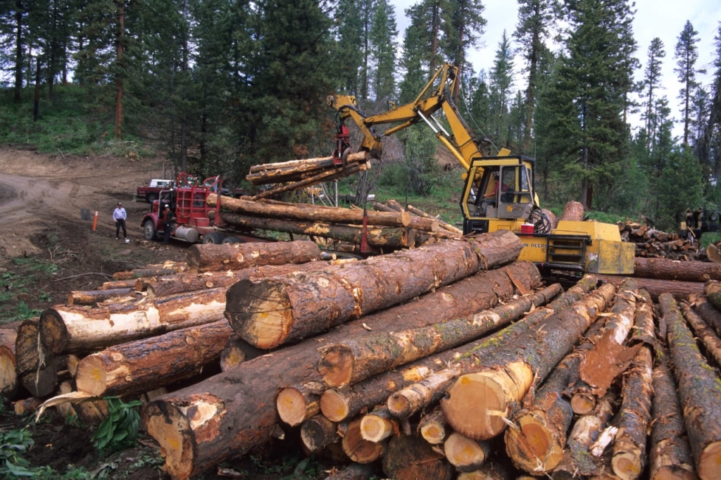 Illegal timber logging activity degrading forest vegetation in Western North Region – MyJoyOnline