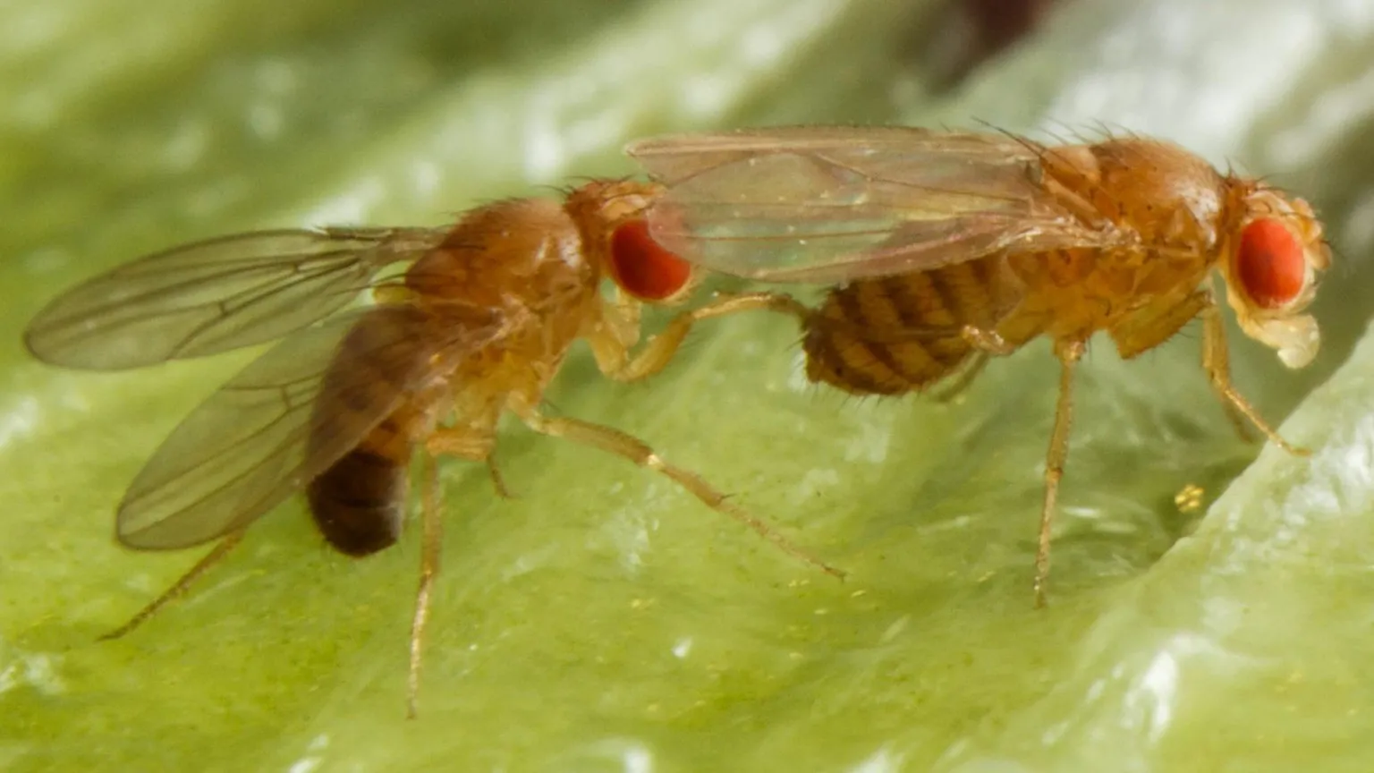 Alcohol makes male fruit flies more attractive 2 image 144