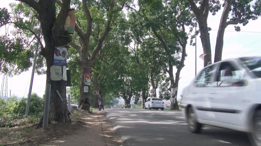 Roots of resistance: The climate cost of cutting Accra’s trees – MyJoyOnline