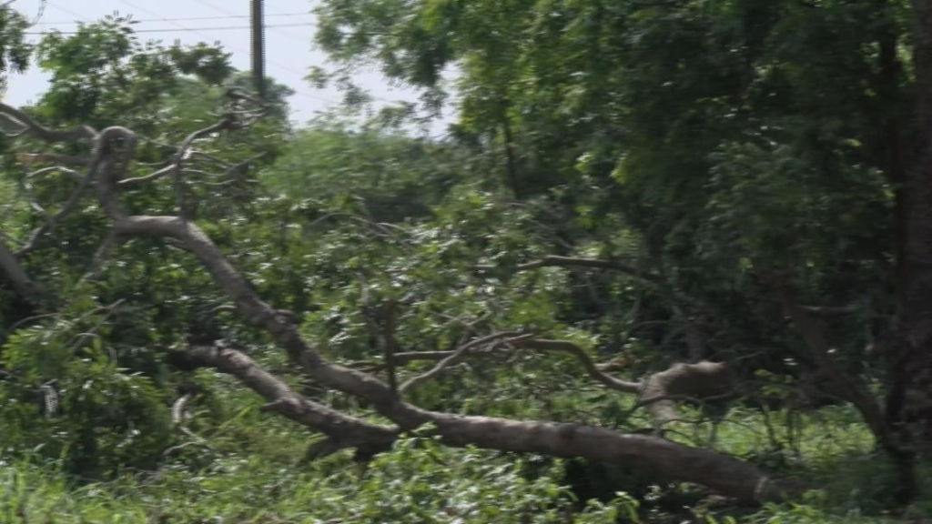 Roots of resistance: The climate cost of cutting Accra’s trees 2 WhatsApp Image 2025 05 24 at 16.13.15