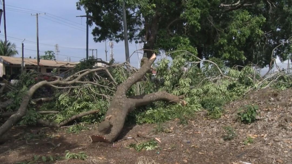 Roots of resistance: The climate cost of cutting Accra’s trees 4 WhatsApp Image 2025 05 24 at 16.13.15 3