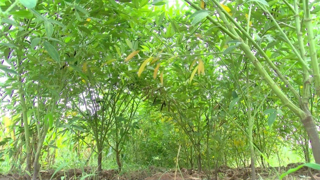 Scientists make case for intercropping amidst climate change impacts – MyJoyOnline