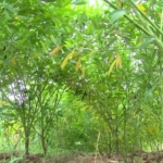 Scientists make case for intercropping amidst climate change impacts