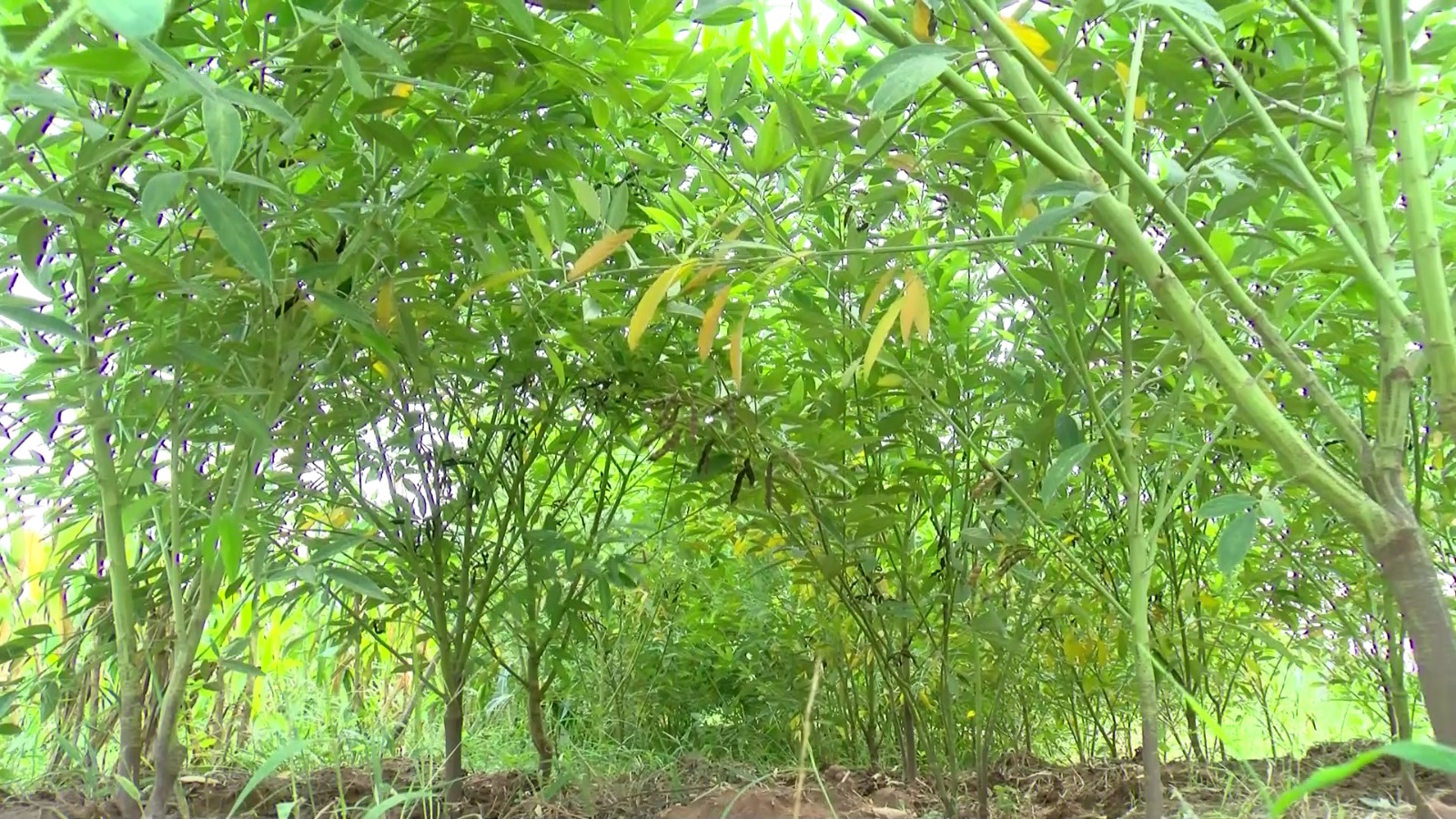 Scientists make case for intercropping amidst climate change impacts