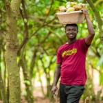 West Africa leads way in regenerative agriculture: Rainforest Alliance 2024 report highlights regional and global impact