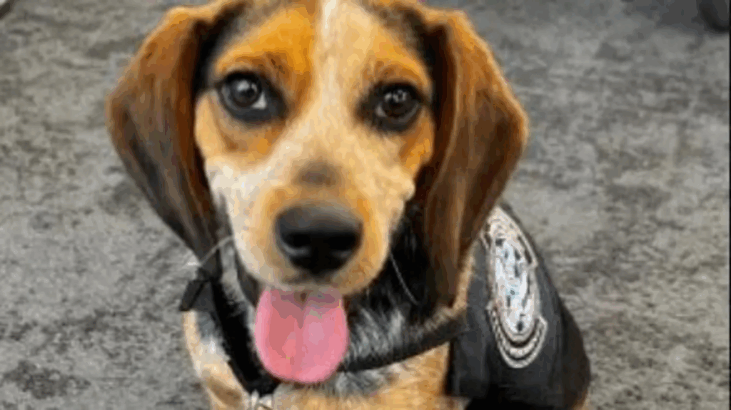 Egyptian man kicks customs dog airborne at Washington DC airport – MyJoyOnline