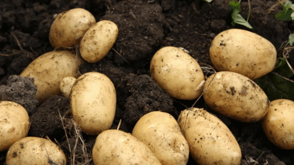 Group given £1.5m to redistribute surplus food – MyJoyOnline