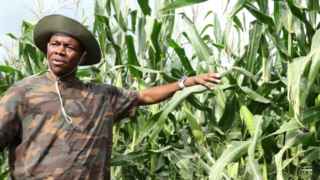 National Service Authority farms over 5,000 acres of maize to support government’s ‘Feed Ghana’ Project – MyJoyOnline