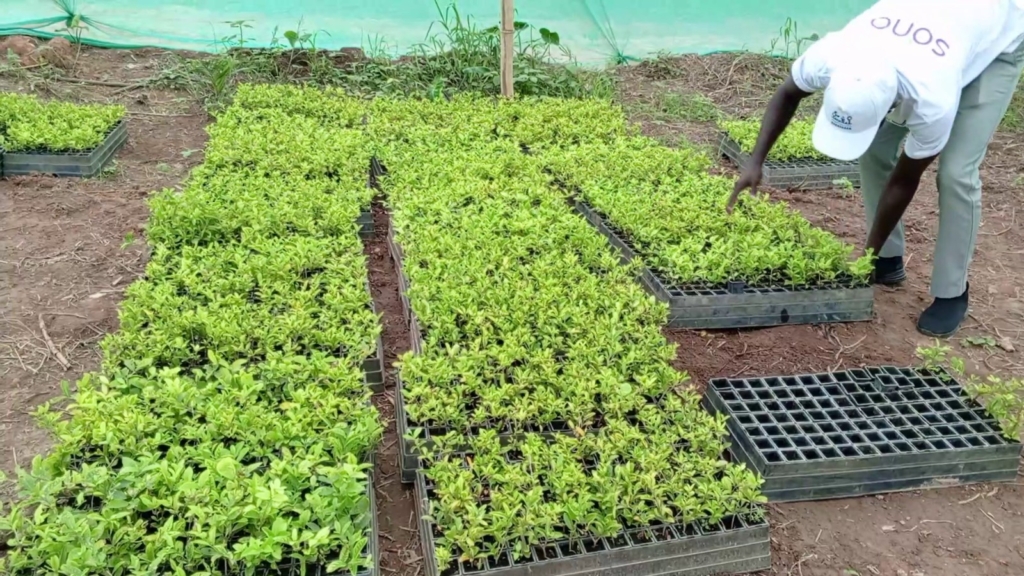 Ghana pilots first vitamin-rich Acerola plantation for economic and health benefits – MyJoyOnline