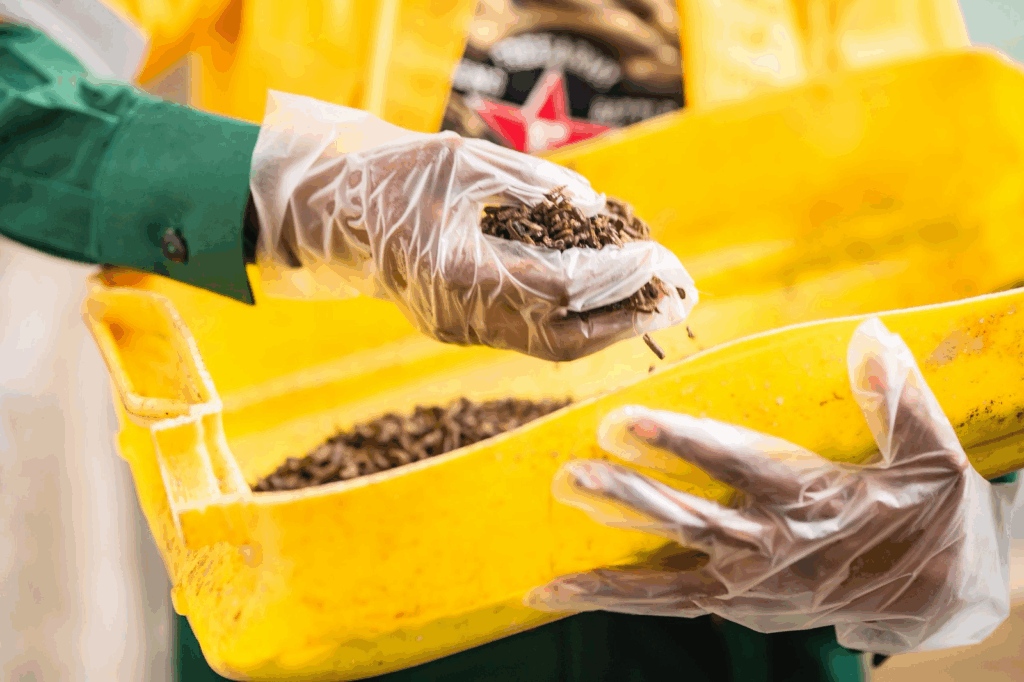 Agrimercarb’s insect protein innovation is helping safeguard aquaculture – MyJoyOnline