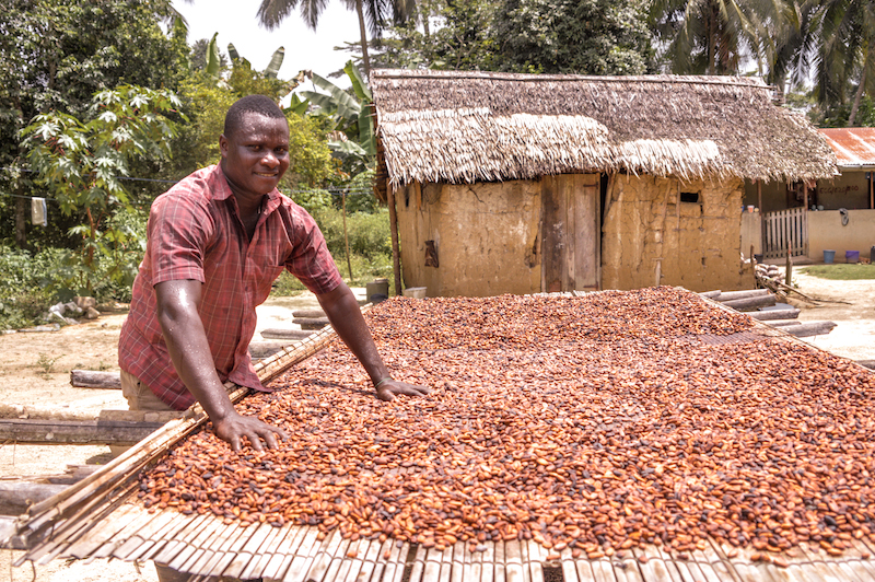 Ghanaian cocoa farmers received highest farmgate price in West Africa – COCOBOD – MyJoyOnline