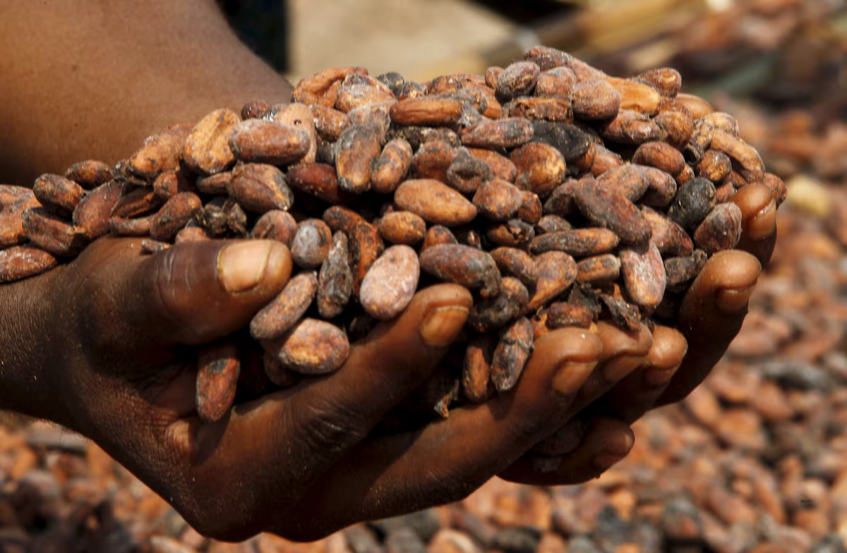Ivory Coast cocoa grind down 31.2% year-on-year in July, exporters association says