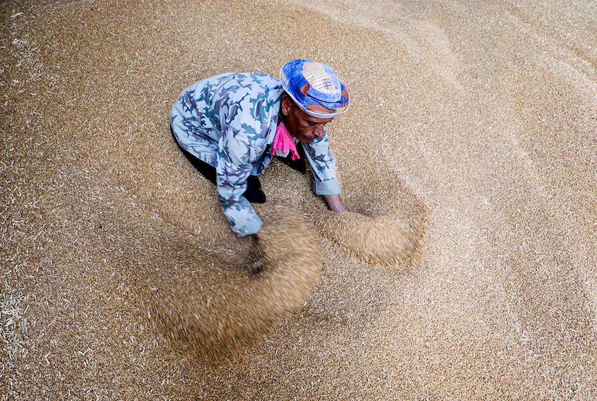 Egypt agrees to buy at least 200,000 tons of French wheat, state buyer says