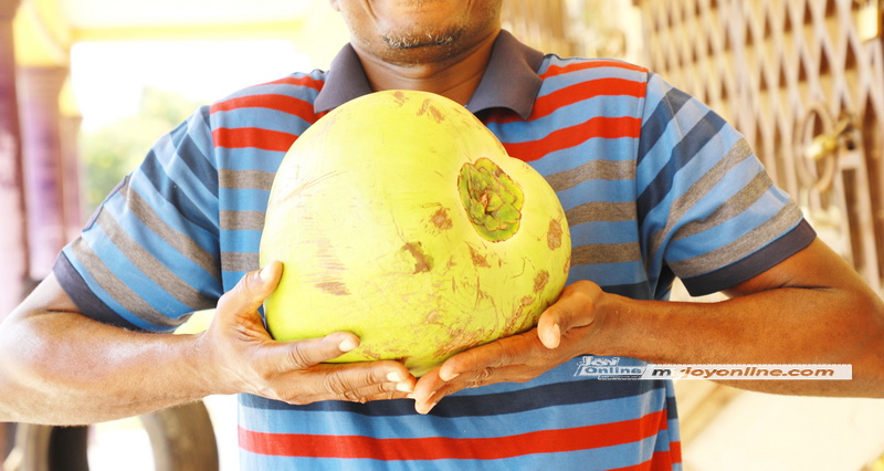 Giant coconut found in Ngleshie Amanfro weighs 7 kilos – MyJoyOnline