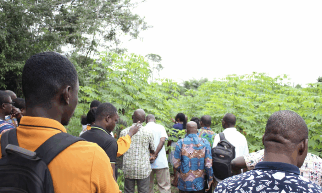 Ghana steps up cassava virus surveillance with CSIR-WAVE training – MyJoyOnline