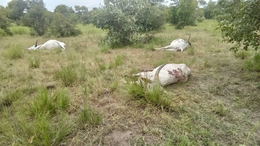 Northern Region issues health alert after mysterious cattle deaths in Disah community – MyJoyOnline