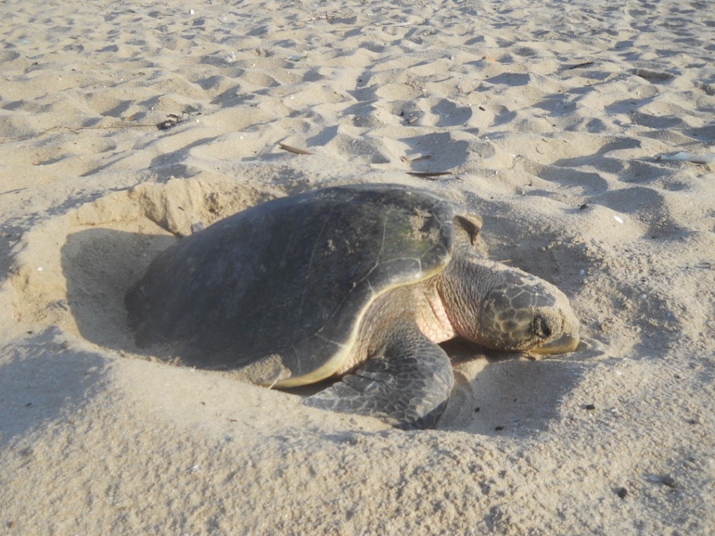 Support awareness campaigns to protect sea turtles – WHRO – MyJoyOnline