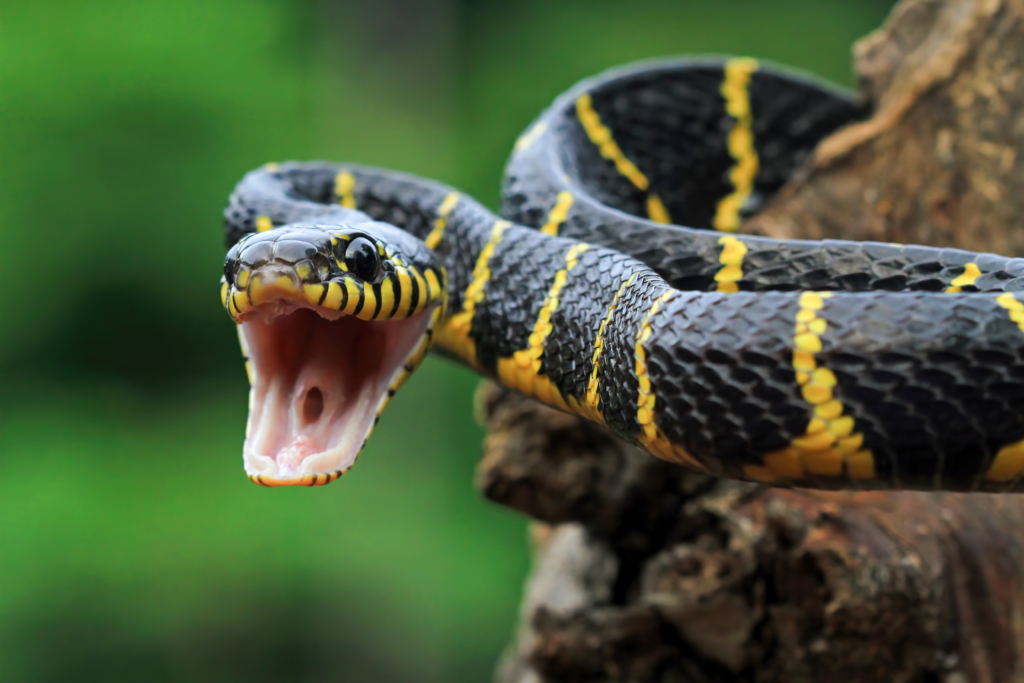 Charles Lwanga Tengan: beneath the venom – MyJoyOnline