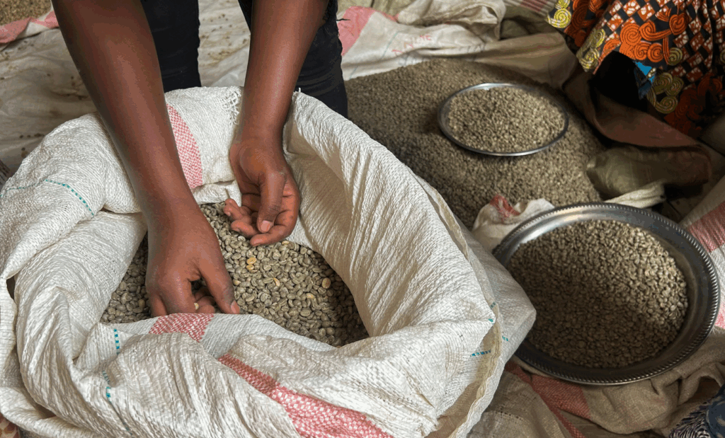 Congo coffee farmers fear war will undo recent gains – MyJoyOnline