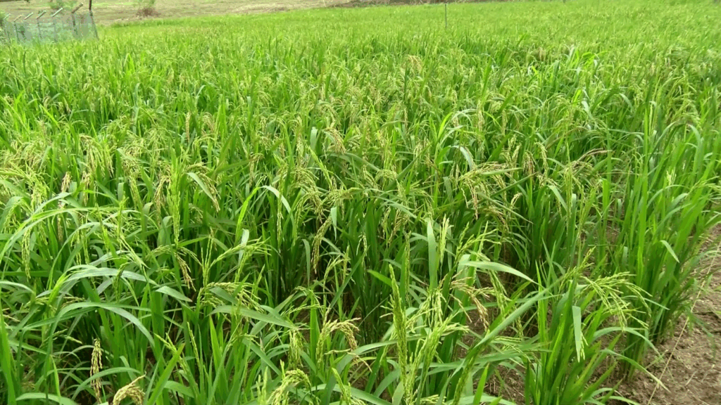 Upland rice from CSIR-CRI offers hope for local farmers and Ghana’s rice economy – MyJoyOnline Upland rice from CSIR-CRI offers hope for local farmers and Ghana’s rice economy – MyJoyOnline