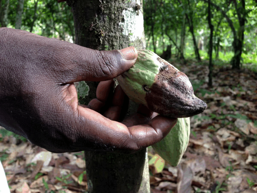 Black pod disease devastates cocoa farms in southwest Cameroon – MyJoyOnline