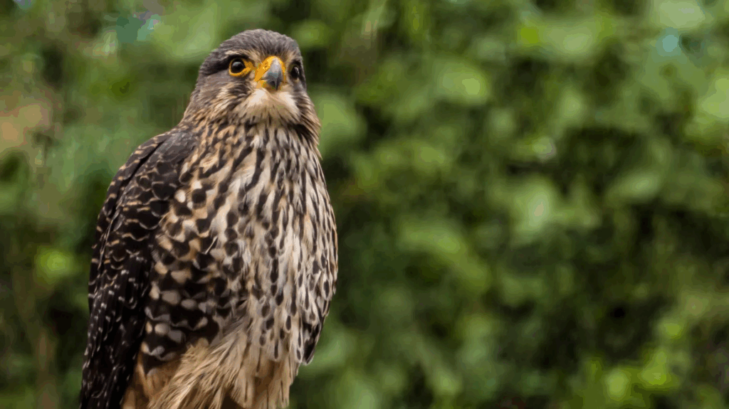 Falcon crowned Bird of the Year in New Zealand – MyJoyOnline