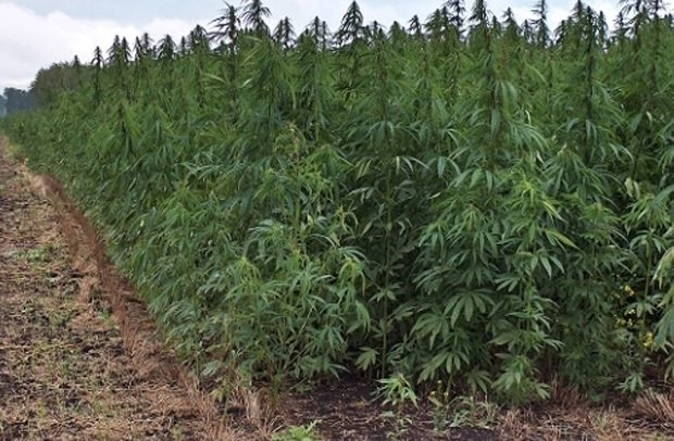 No middlemen in Ghana’s cannabis licence process, says NACOC – MyJoyOnline