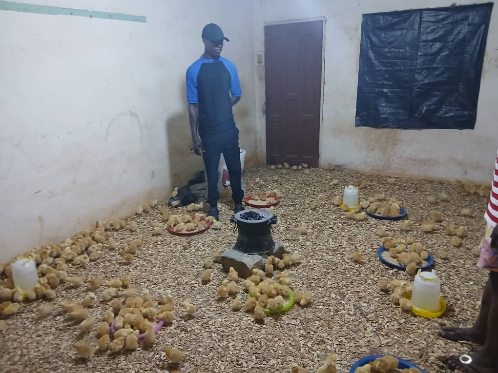 AAMUSTED and KIC begin poultry input distribution for young farmers – MyJoyOnline