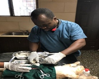 The Plight of Ghanaian Veterinary Doctors – MyJoyOnline