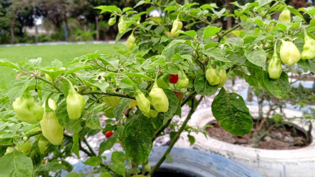 CSIR-CRI promotes Agritourism to boost farmers’ income – MyJoyOnline