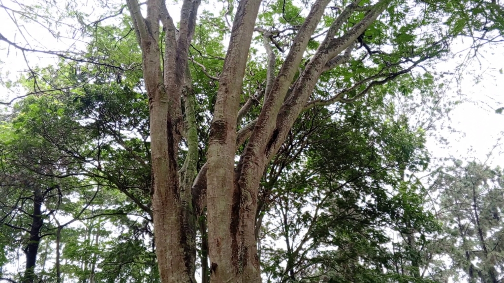 Illegal mining, farming push indigenous trees to the brink – MyJoyOnline