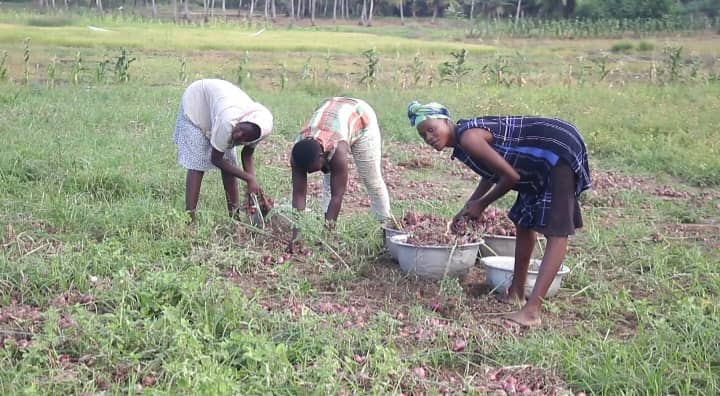 Tears in the Onion Fields: Agbozume farmers count losses as markets dry up – MyJoyOnline